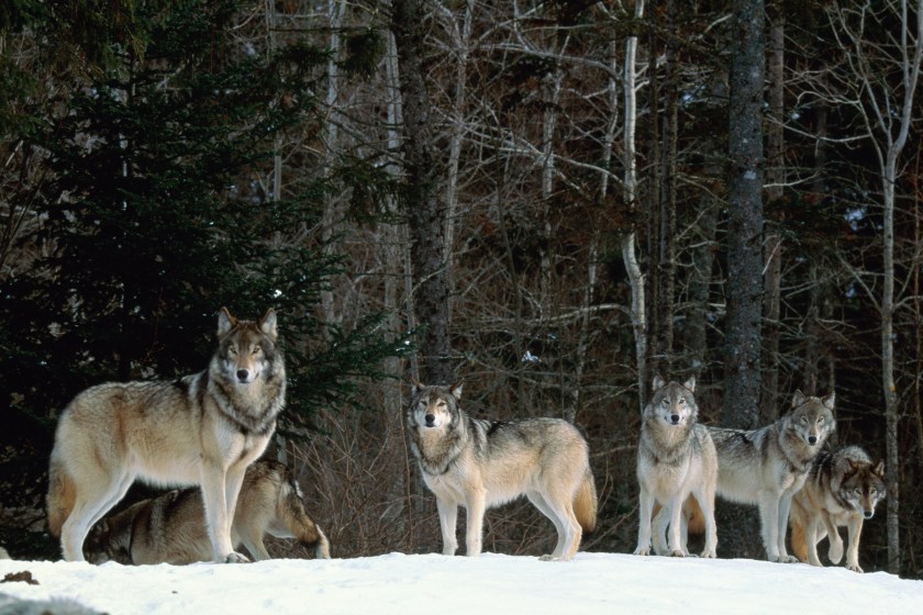 How Big Are Wolves? Size of a Gray Wolf, Timber Wolf, and More