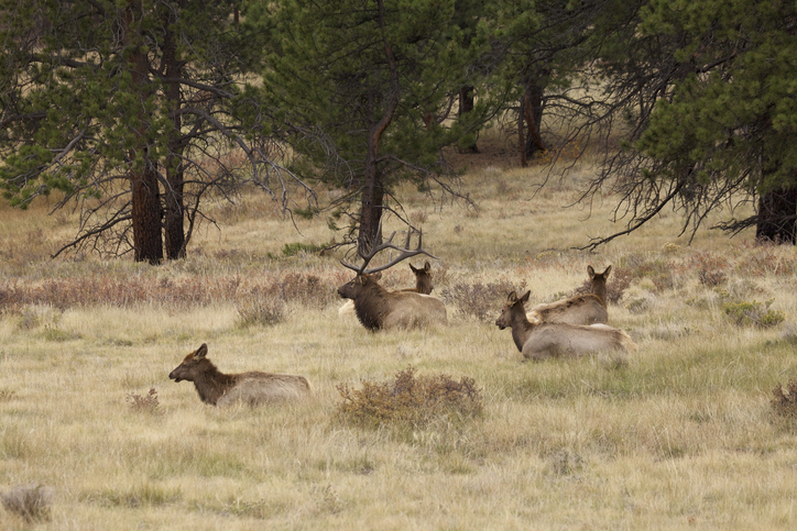 A bull elk bedded with his harem of cows during the fall rut