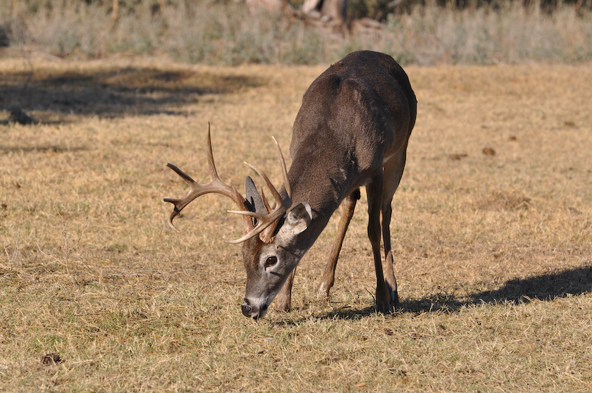 White Tail buck deer eating grass in winter on Colorado plains