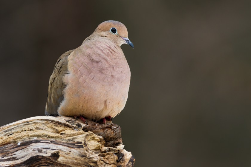 A mourning dove perched on a log 