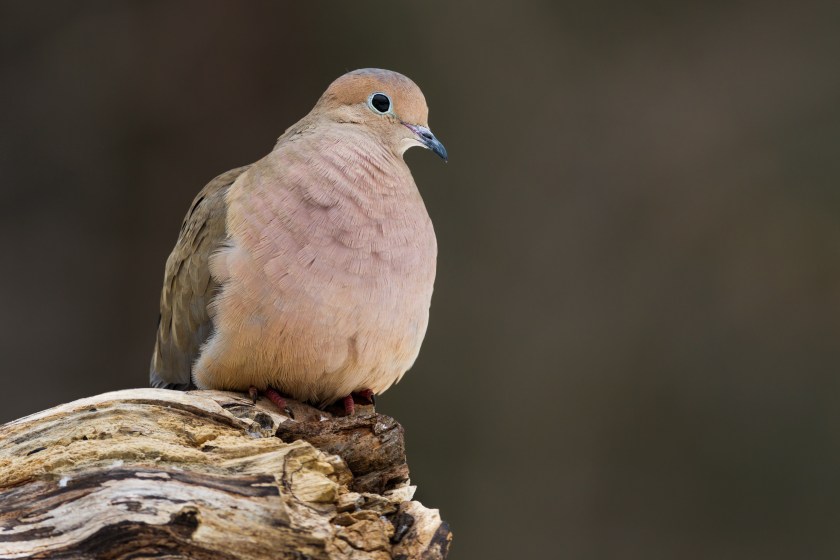 A mourning dove perched on a log