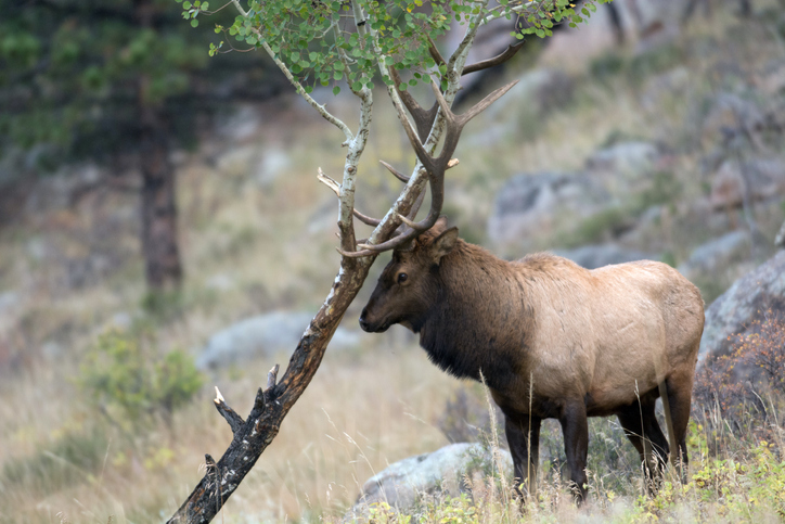 A large bull North American elkrubs its antlers on an aspen tree during the rut in Rocky Mountain National Park in Colorado.