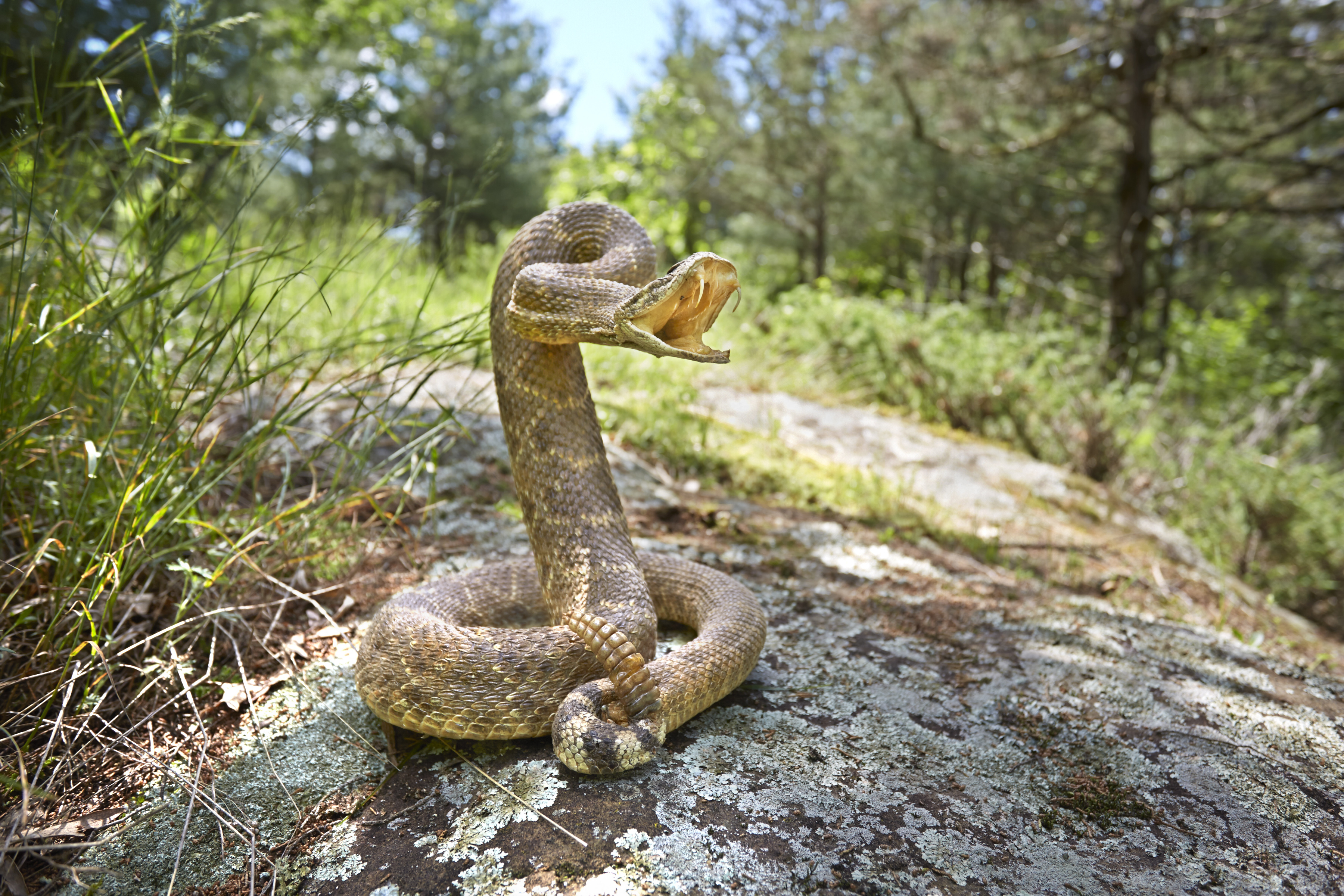 rattlesnake on a rock