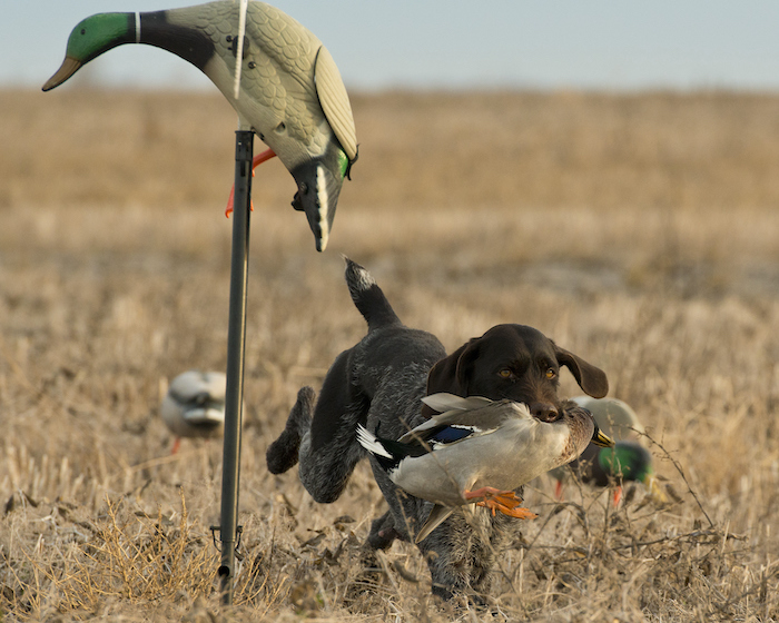 western states public hunting