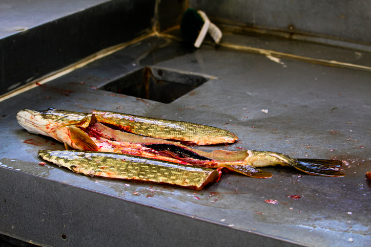 Two fillets removed from a jack fish.