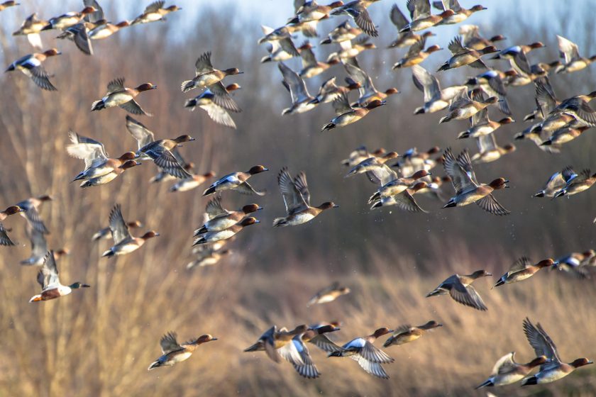 Migrating Eurasian wigeon (Anas penelope) ducks are leaving for the southern hibernating areas in autumn and winter