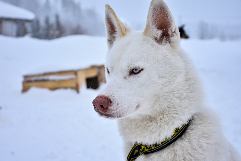 Northern Inuit Dog