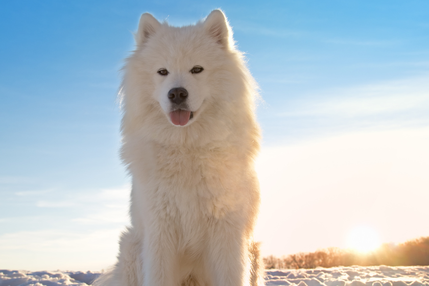 Samoyed