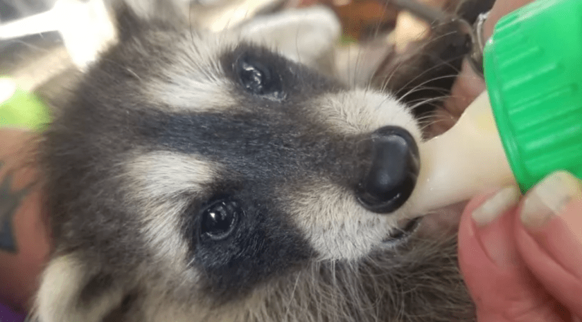 Rocky the raccoon rescued by Erin Christensen