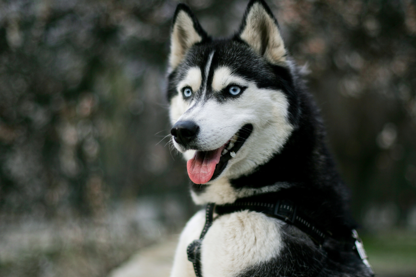 Siberian Husky