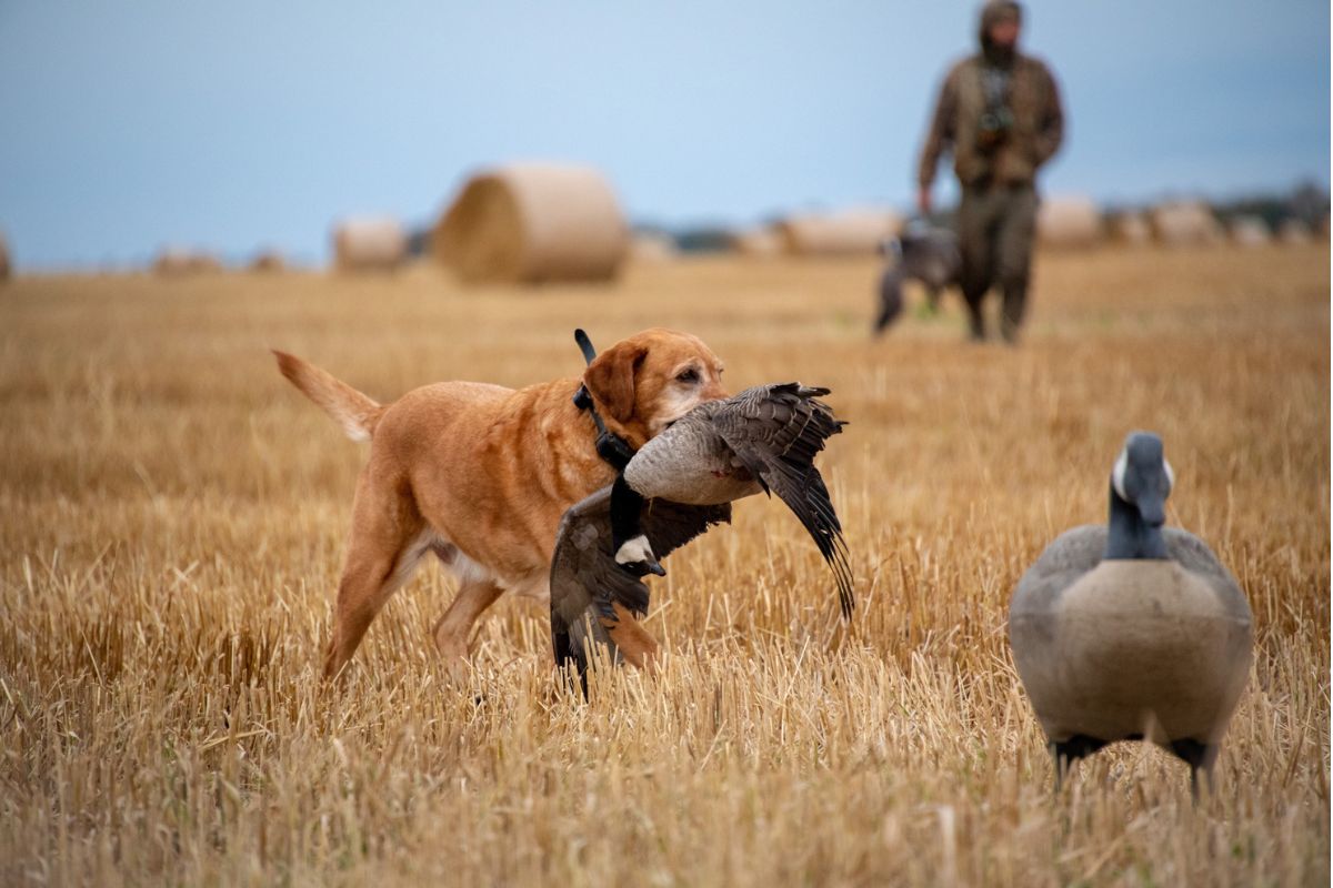 Goose hunting in Canada with champion Lab