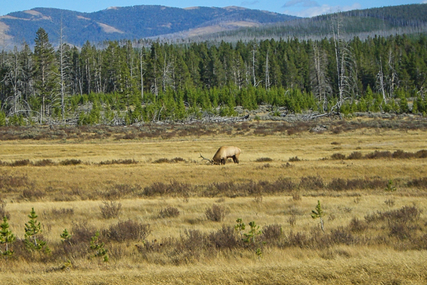 western states public hunting