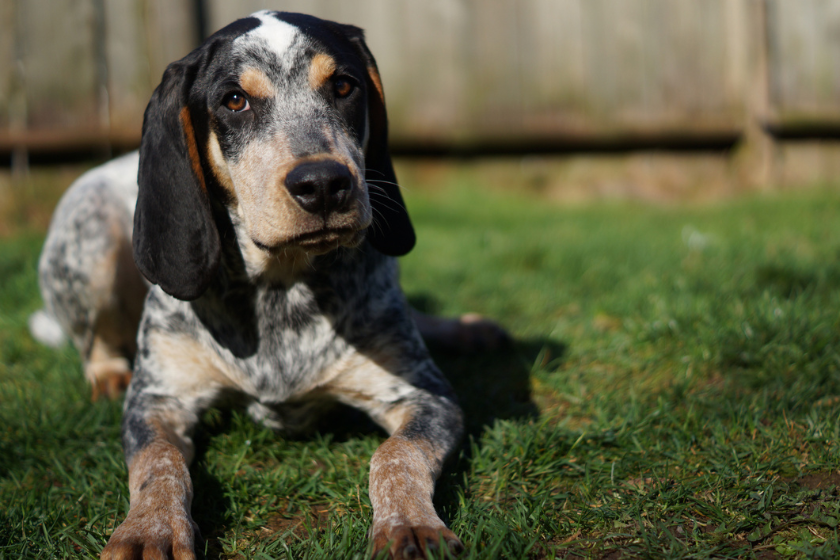 bluetick hound