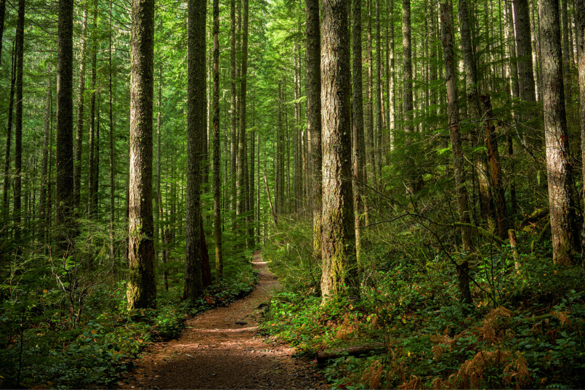 peaceful forest