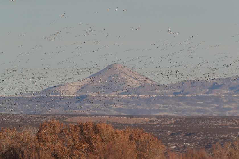 western states public hunting