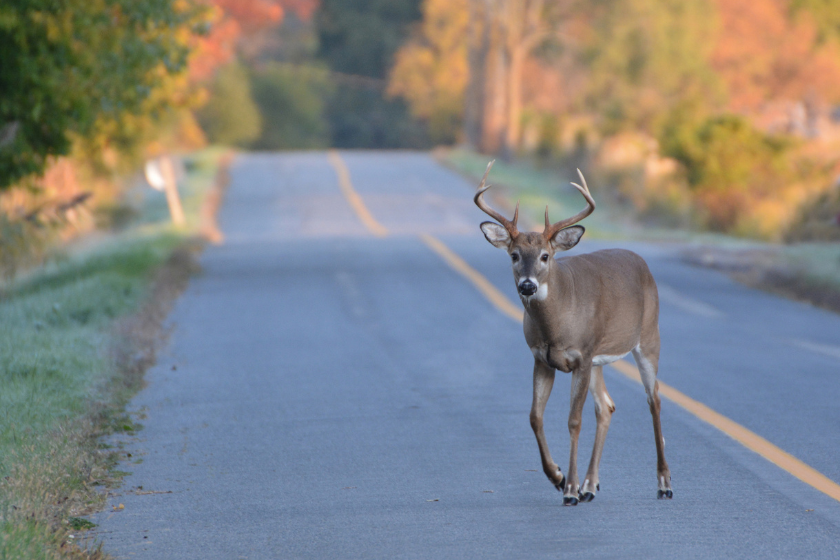 urban deer hunting