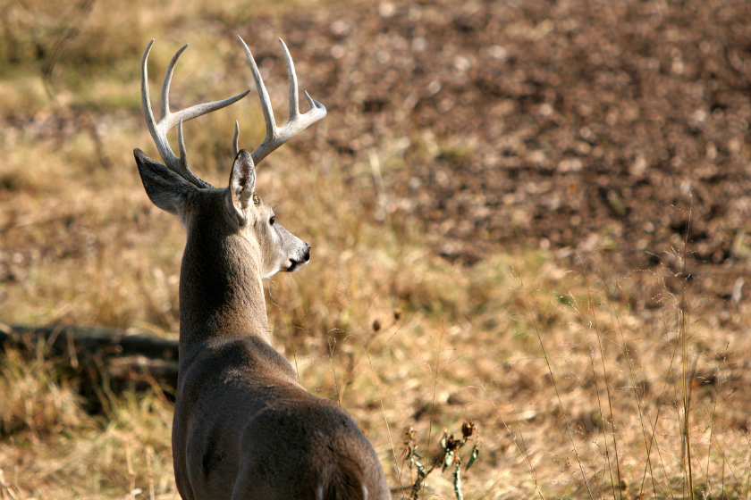 Indiana Hunting License What You Need To Know Before You Go