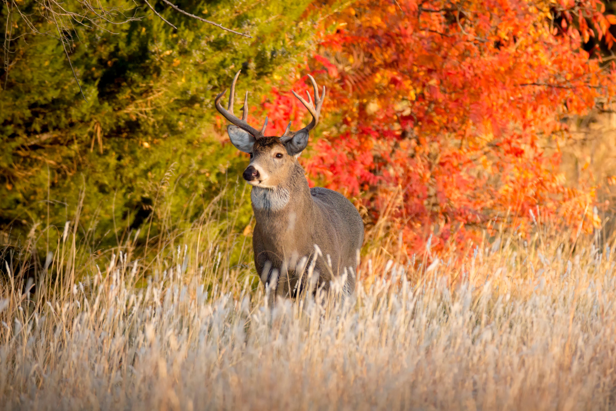 deer decoys