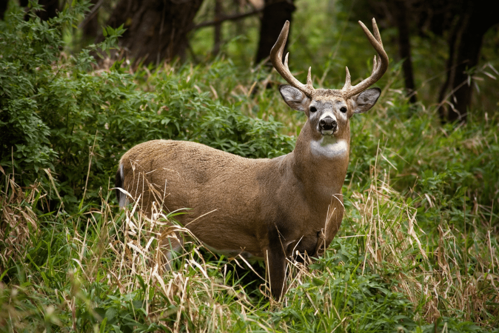 regal whitetail buck