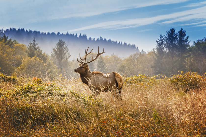 diy vs. guided elk hunt