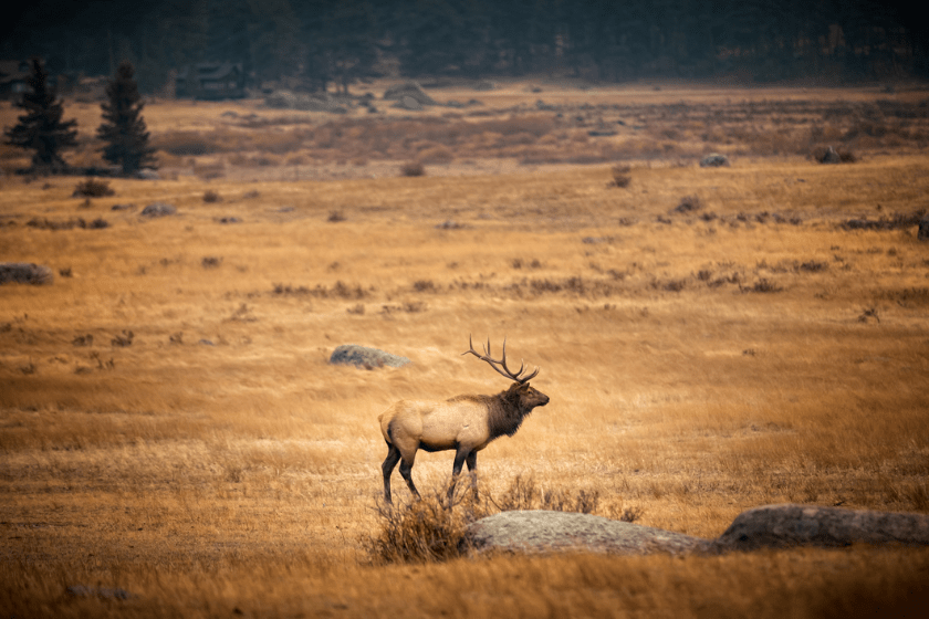 DIY vs. Guided Elk Hunt The Biggest Differences Between the Two