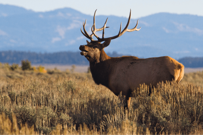 elk sounds