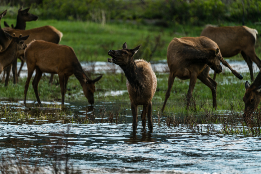 elk sounds