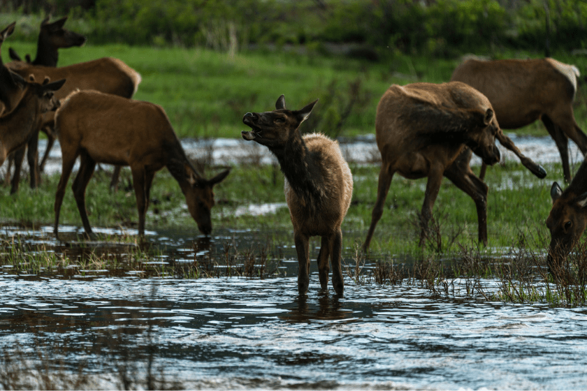 Elk Sounds Why Bulls, Cows, and Calves Make Certain Noises