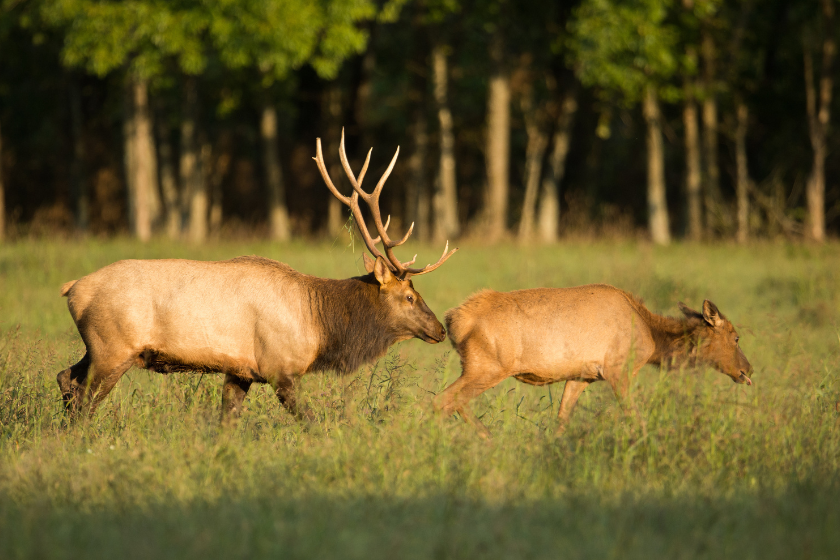 elk sounds