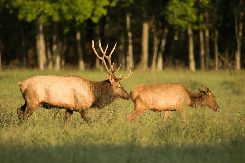 Elk Sounds Why Bulls, Cows, and Calves Make Certain Noises