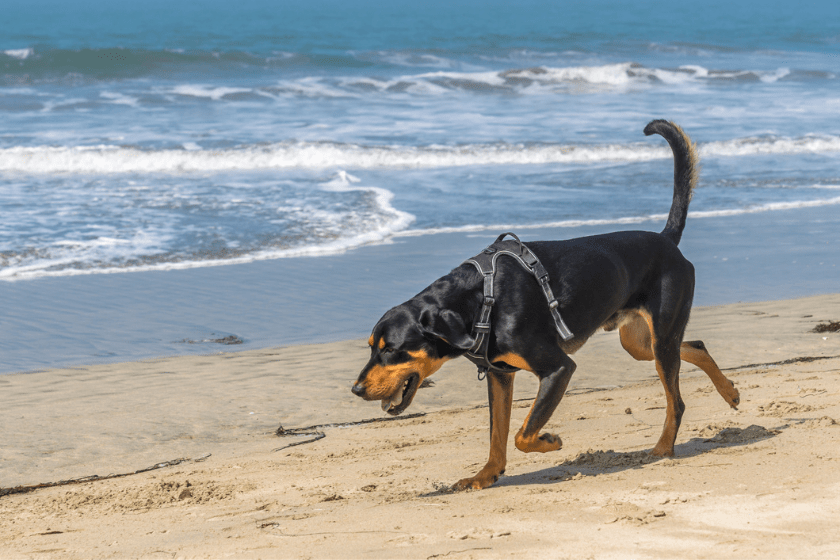 bear hunting dogs