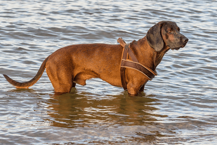 redbone hound