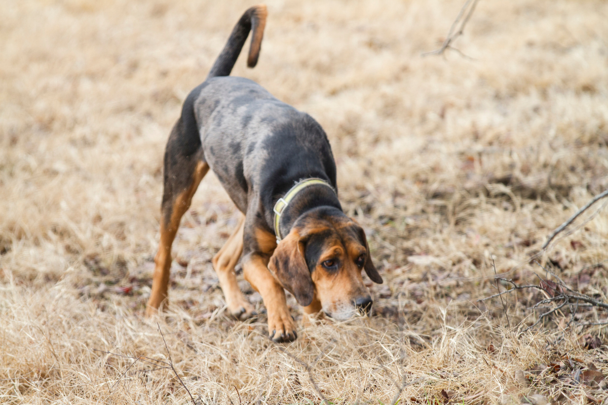 dog following trail