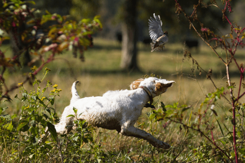 quail hunting