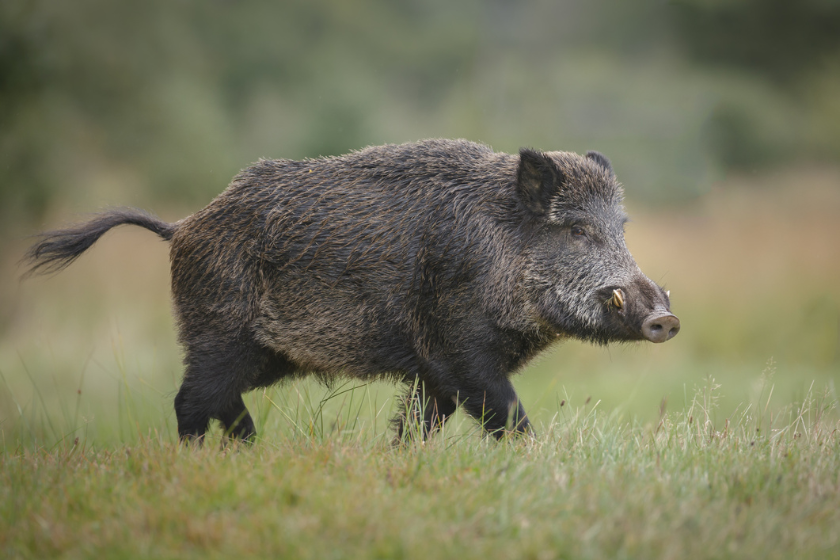 alabama hunting license