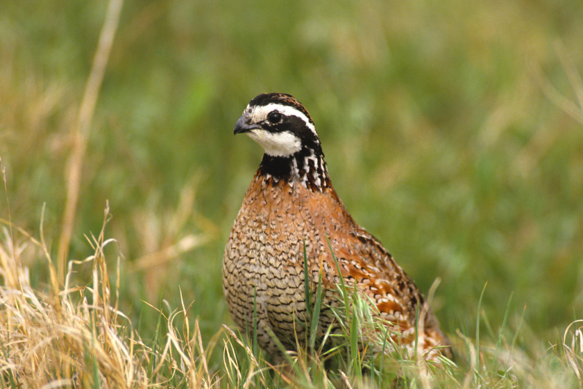 california bird hunting