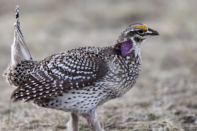 california bird hunting