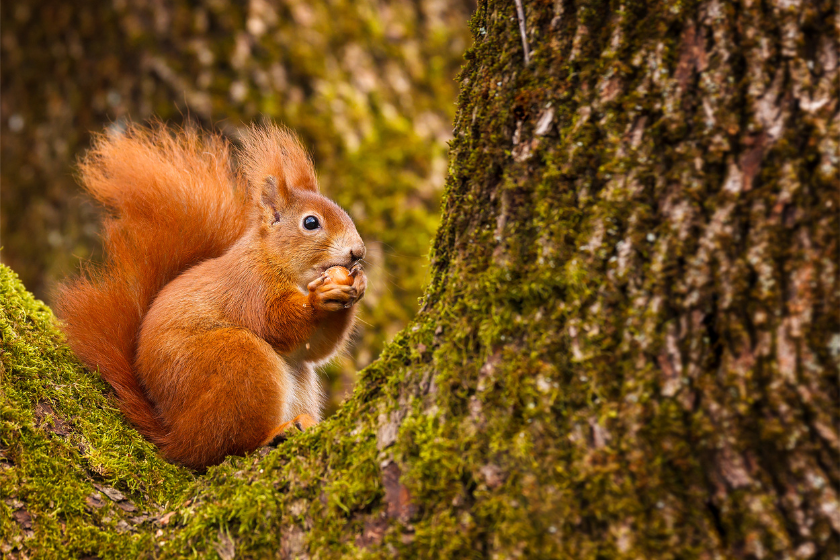 Red squirrel munching on a hazel nut sitting in his mossy tree