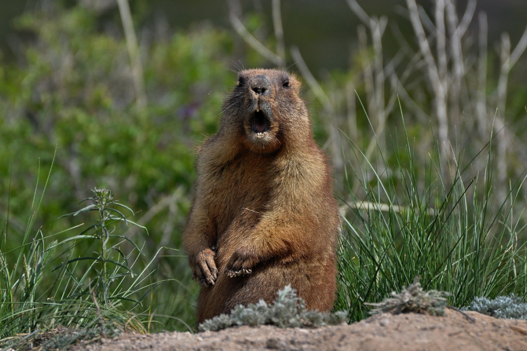 groundhog