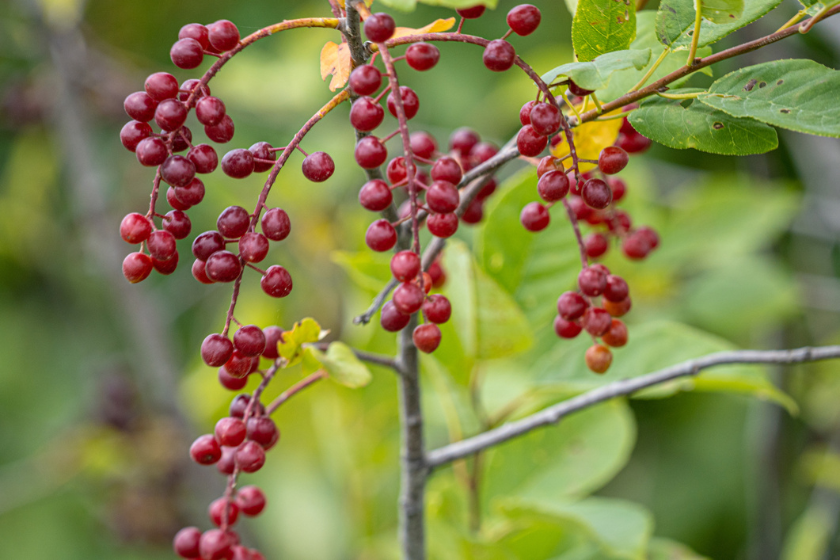 how to harvest chokecherries