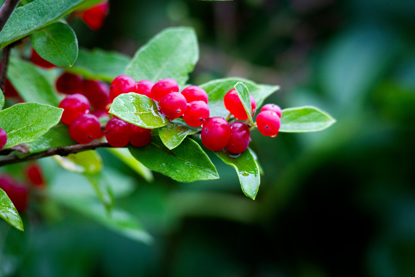 how to harvest chokecherries