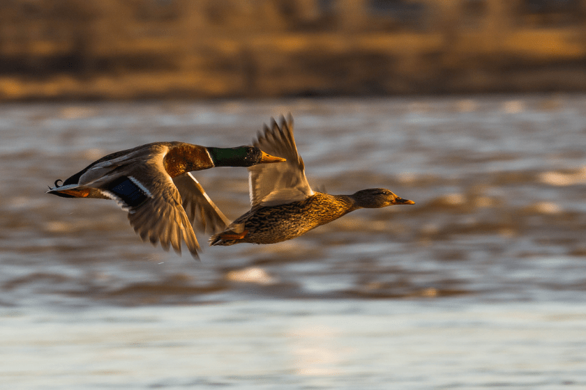 USFWS waterfowl population survey