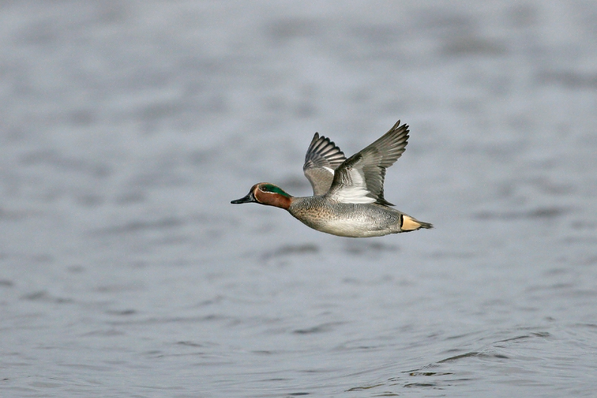 best shot sizes for waterfowl