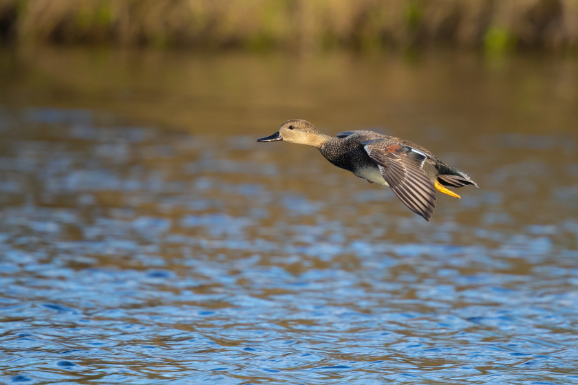 best shot sizes for waterfowl