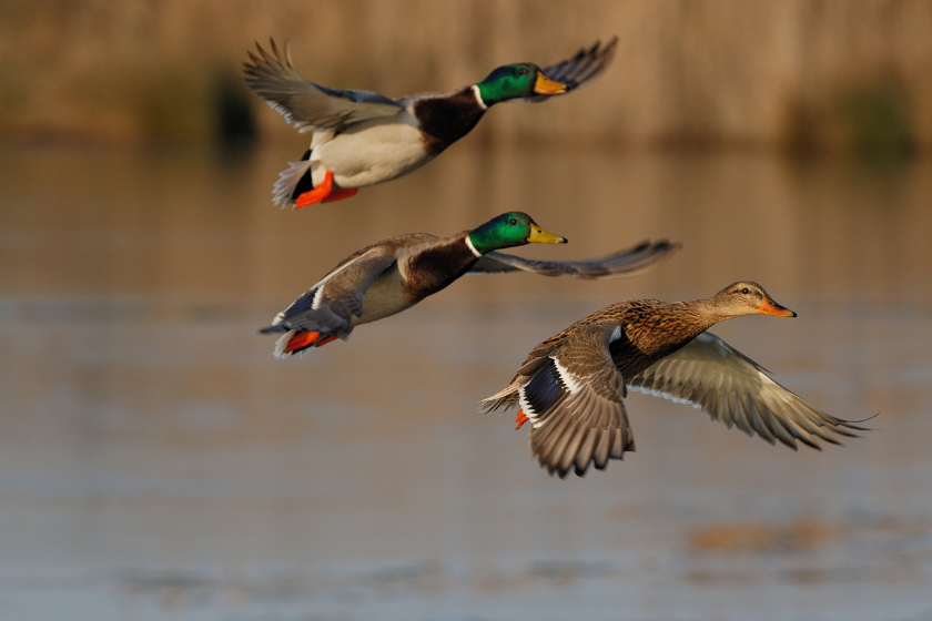 best shot sizes for waterfowl