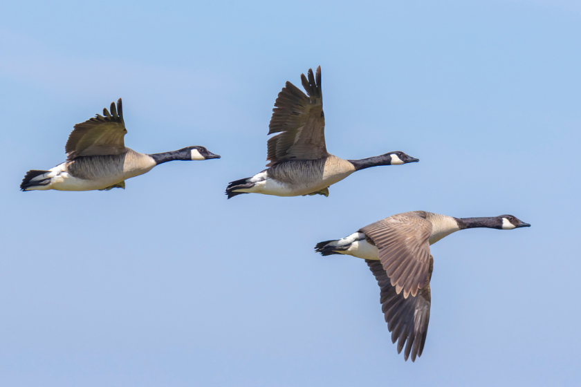 canada geese