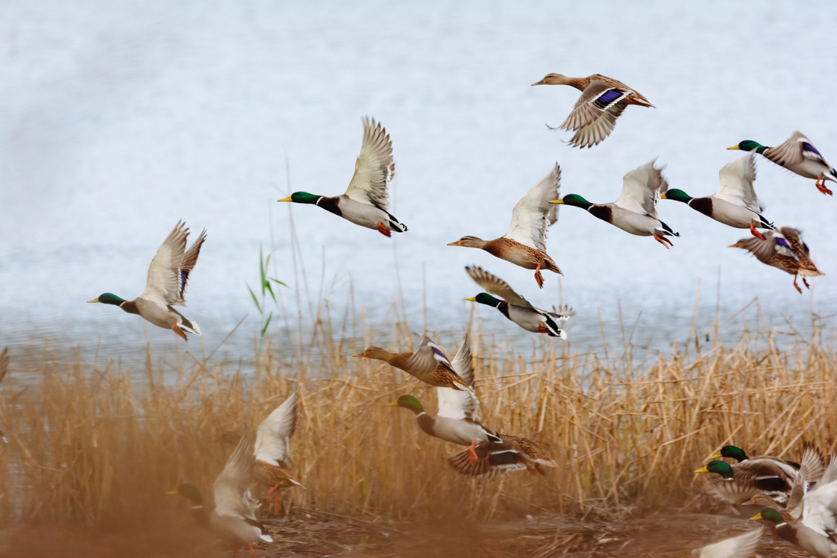 birds flying overhead
