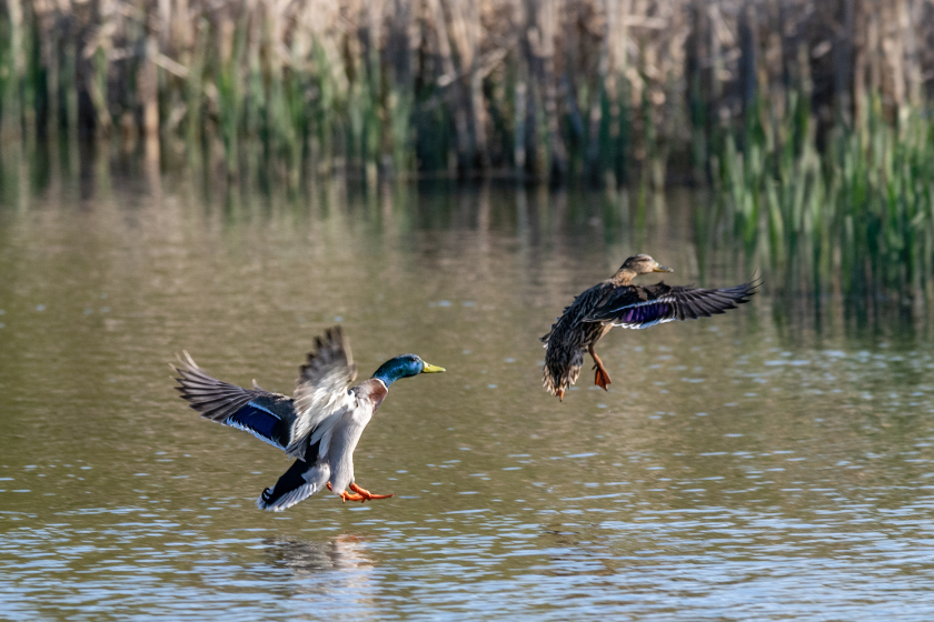 duck calling ducks