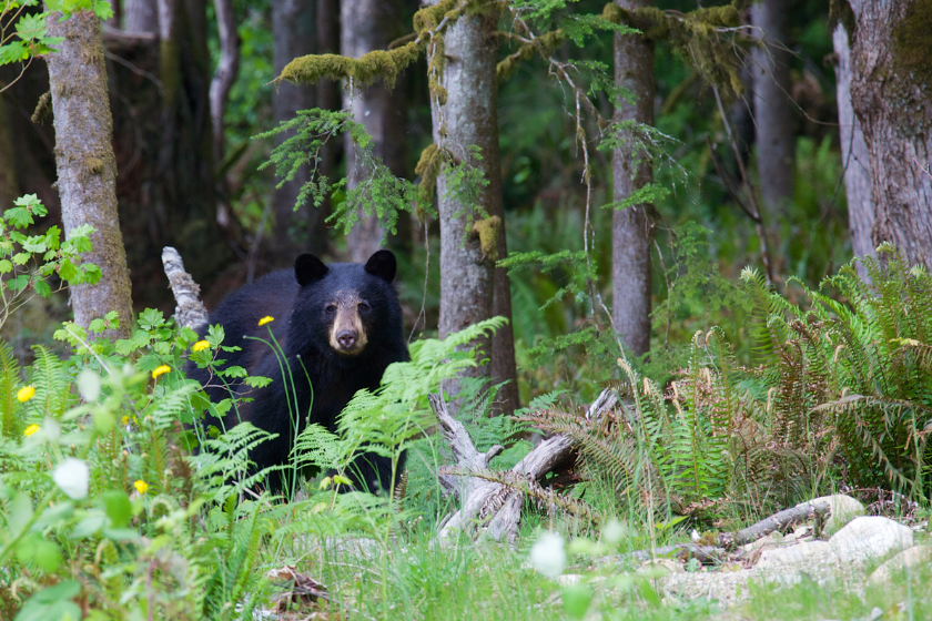 big timber bear bowhunt