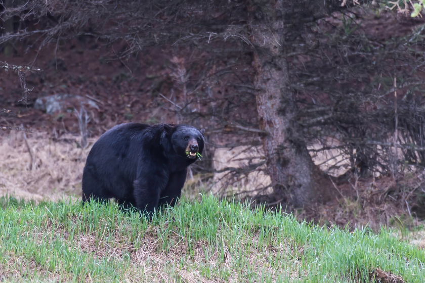 big timber bear bowhunt